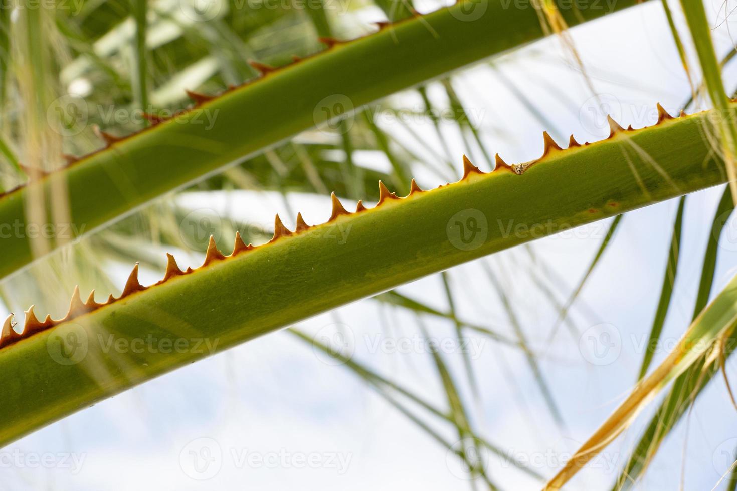 Close up of green palm tree leaves with sharp thorns. Close up of a thorny palm tree with blue sky background. photo