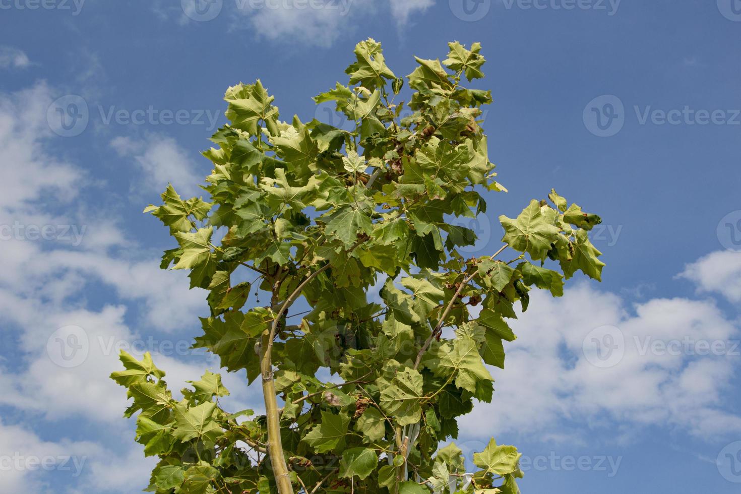 Tree with green leaves against a blue sky with white clouds in the background. Green leaves on a tree against the blue sky with white clouds. photo