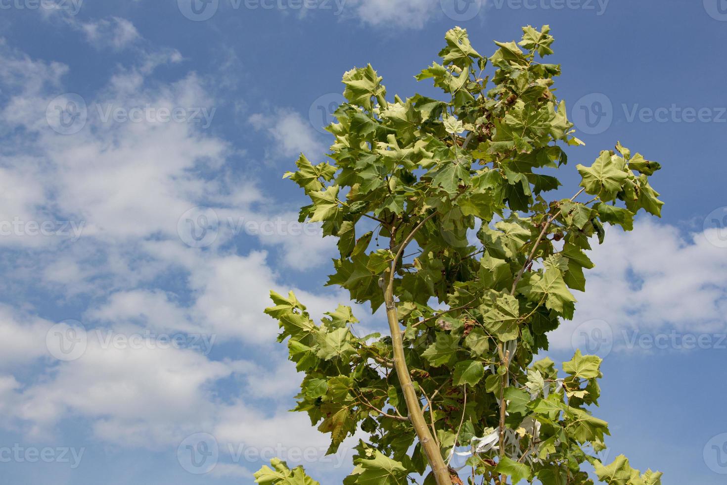 Tree with green leaves against a blue sky with white clouds in the background. Green leaves on a tree against the blue sky with white clouds. photo