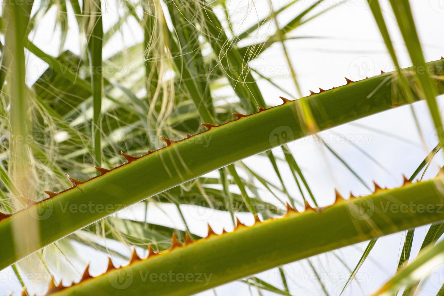 Close up of green palm tree leaves with sharp thorns. Close up of a thorny palm tree with blue sky background. photo