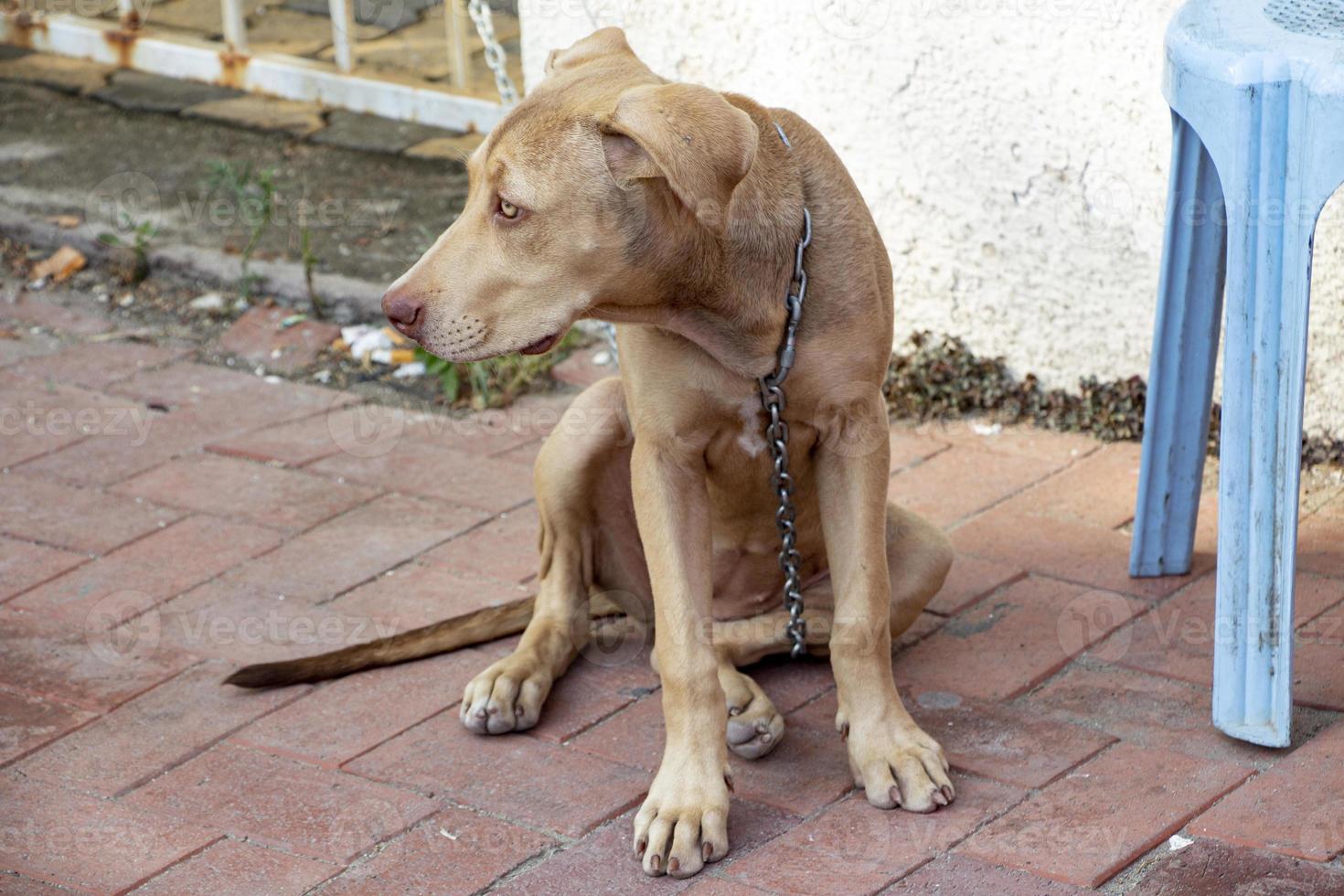 Brown dog sitting on the floor and looking at the camera with a chain photo