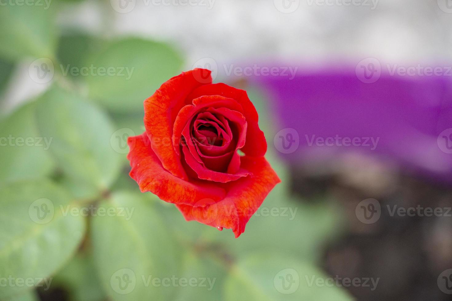 Red rose in the garden, shallow depth of field, selective focus. photo