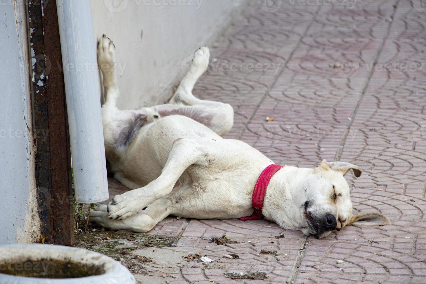 dog, animal, pet, puppy, brown, canine, cute, white, mammal, breed, head, domestic, labrador, pointer, pets, pup, sitting, young, retriever, portrait, sad, golden, labrador retriever, dogs photo