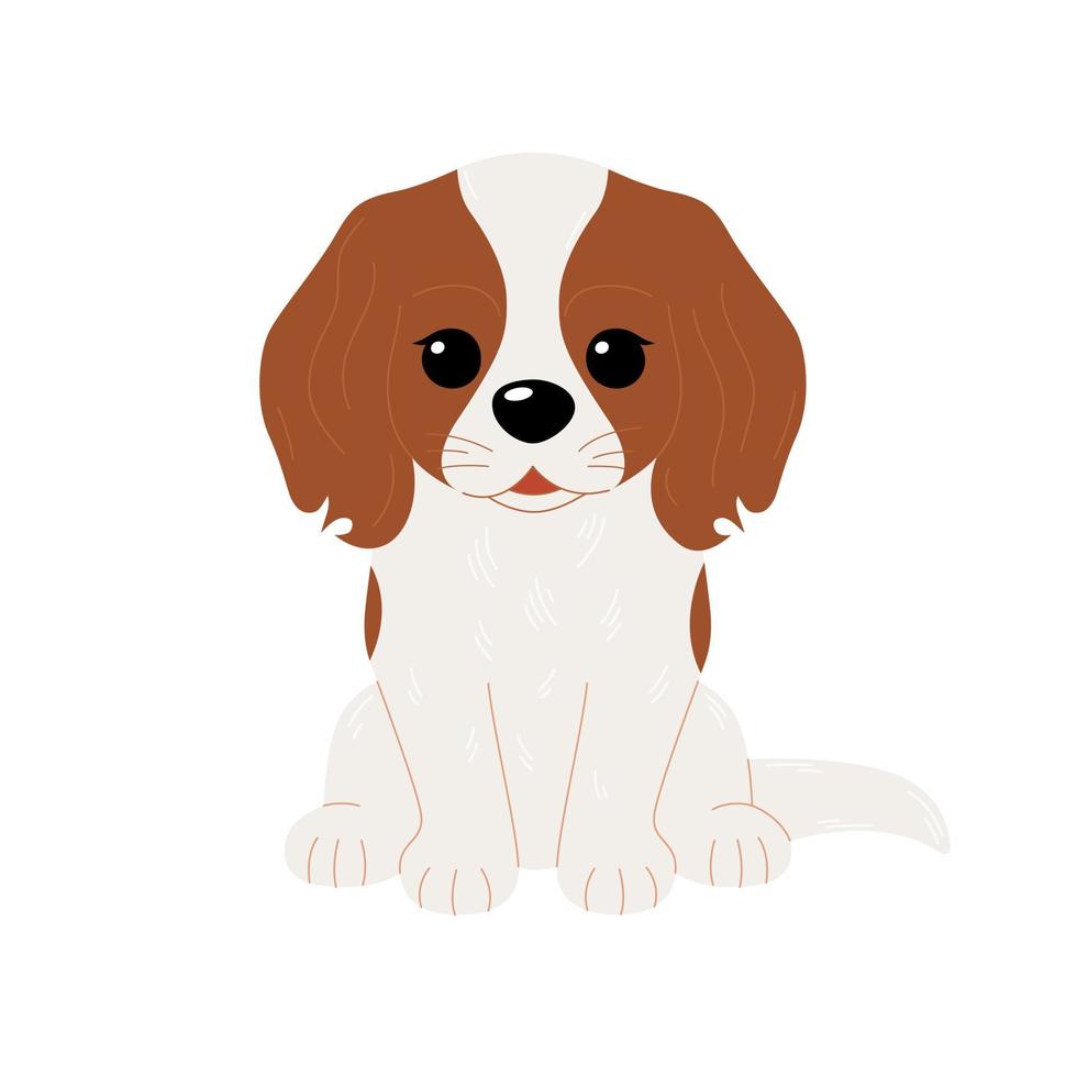 Cute Cavalier King Charles Spaniel dog isolated on white background. Vector flat illustration