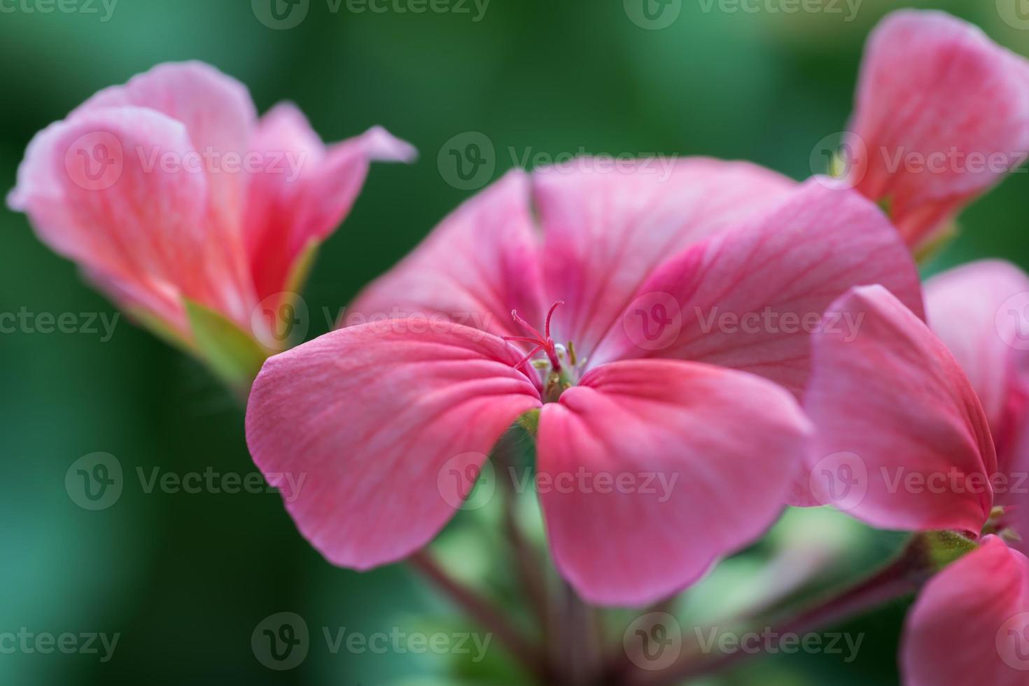 Pale pink color of flower petals Pelargonium zonale Willd. Close up view photo