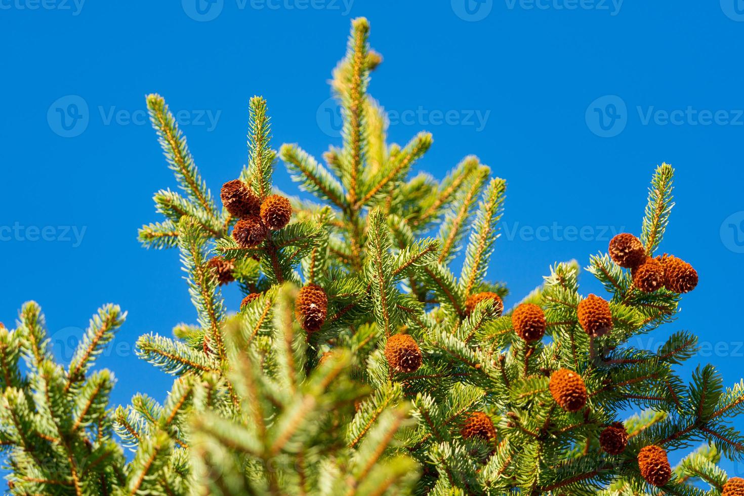 Green branches of fur tree or pine with cones. Selective focus photo
