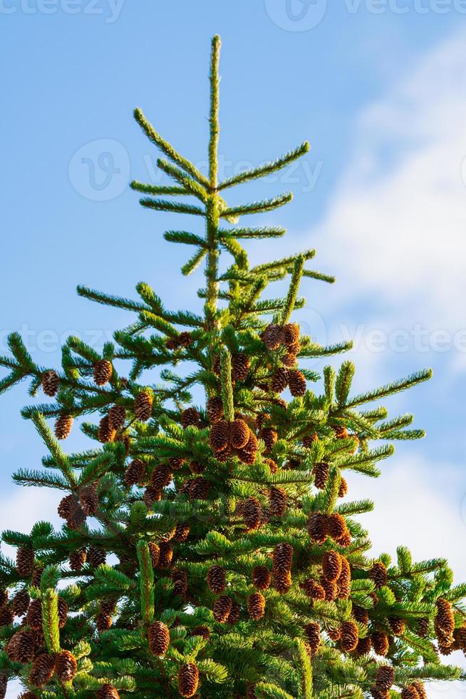 Beautiful fluffy spruce tree with brown pine cones against blue sky photo