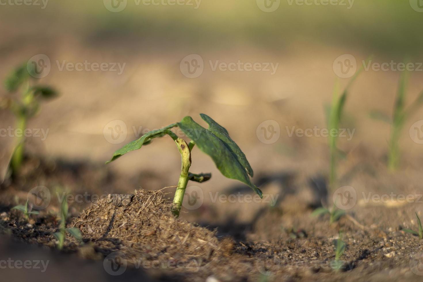 hermosa naturaleza, el joven frijoles planta crecer en el suelo. cerca foto