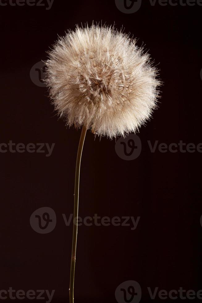Macro studio big dandelion on dark background. photo