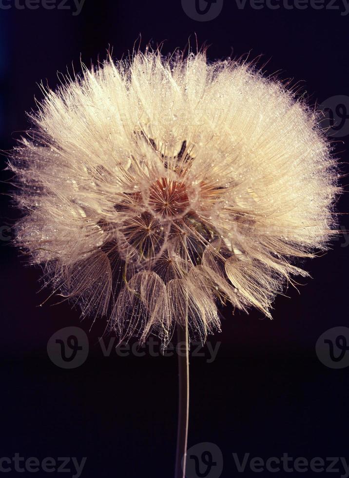 Macro studio big dandelion on dark background. photo