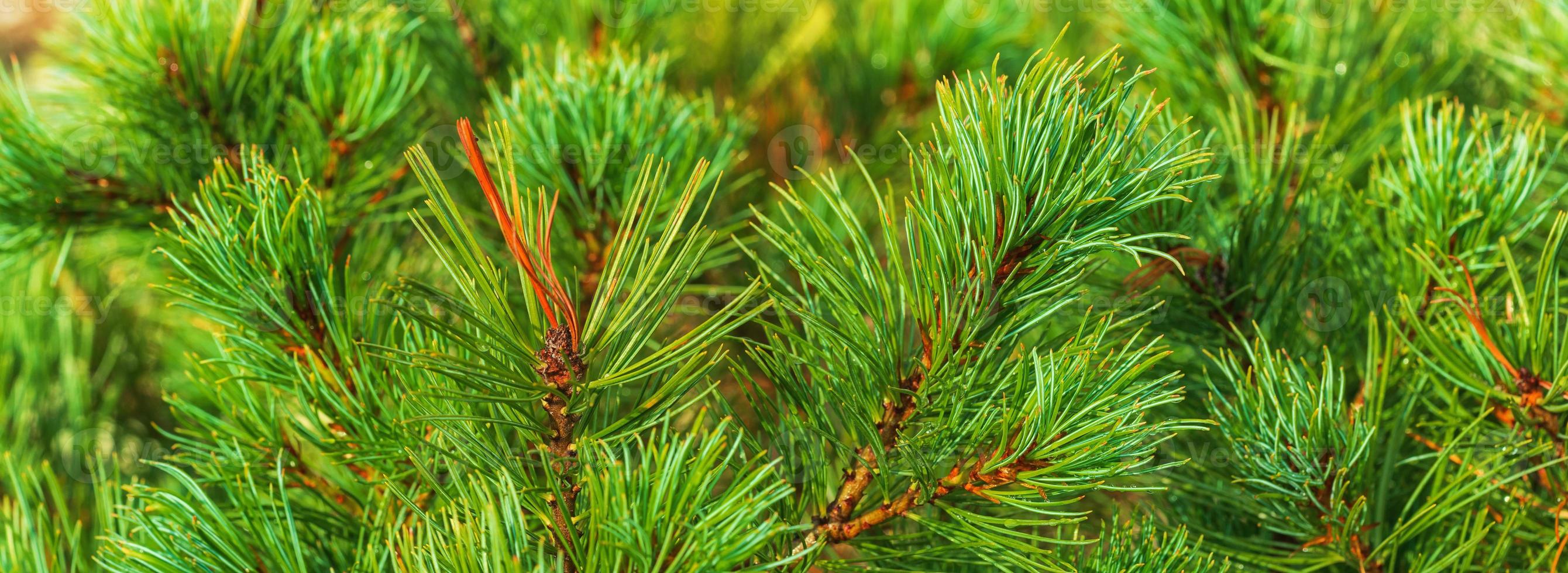 Needles of shrub Japanese Stone Pine Pinus Pumila. Close-up view banner for design, colorful natural floral background. Christmas mood. photo