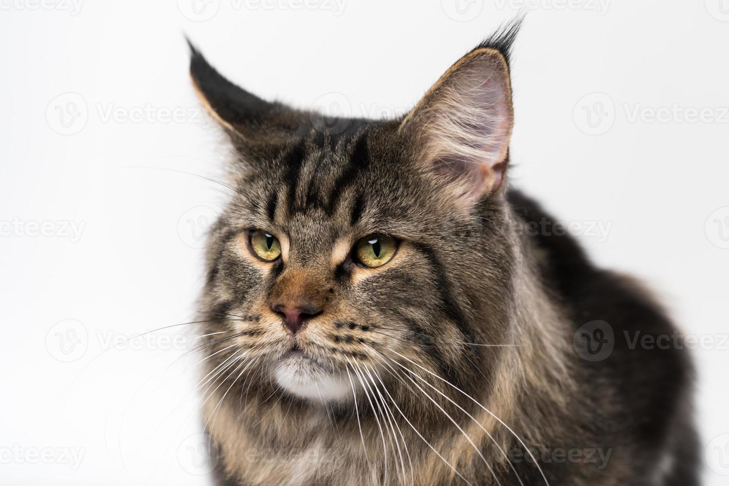 Portrait of mackerel tabby American Forest Cat on white background photo