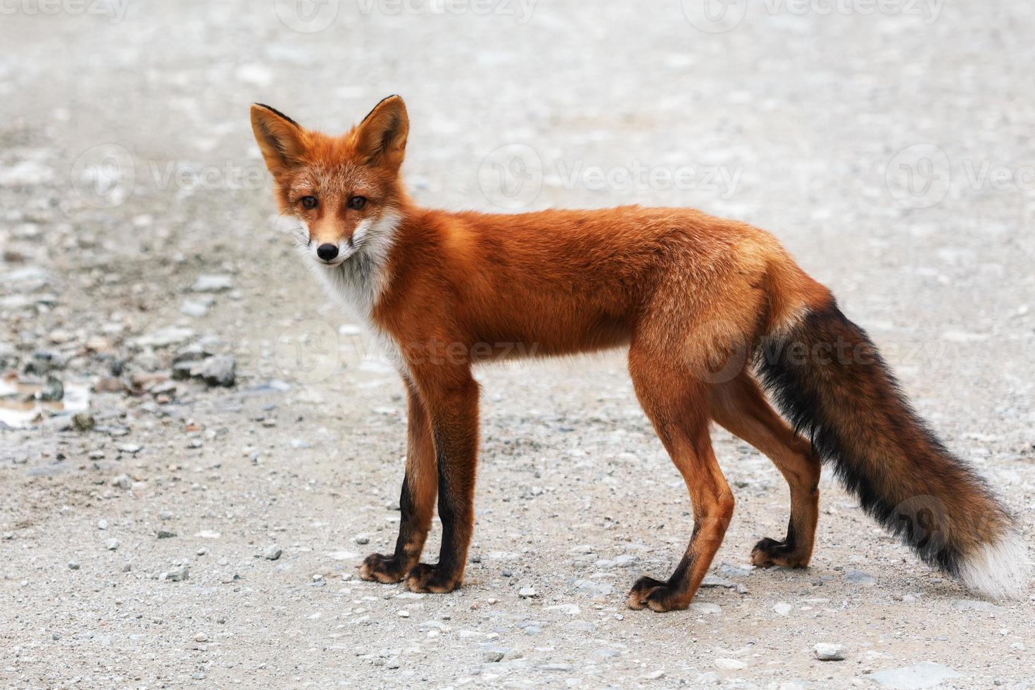 Wild red fox with beautiful skin standing on stones photo