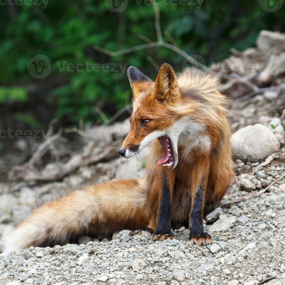 Beautiful red fox with open mouth photo