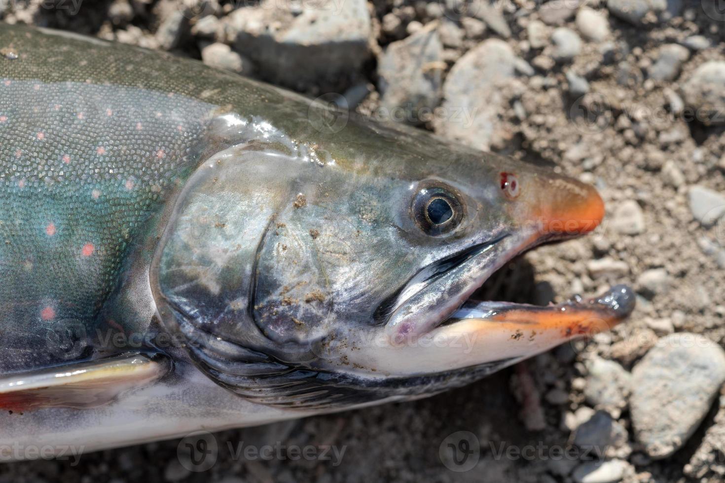 Wild salmonid fish Salvelinus often called charr or char with pink spots over darker body photo