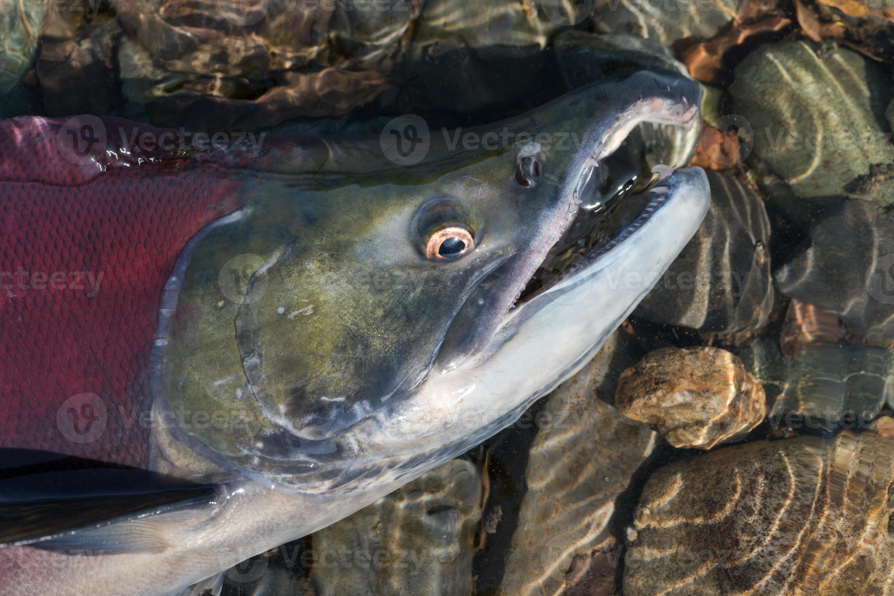Wild red salmon fish Sockeye Salmon Oncorhynchus nerka swimming in