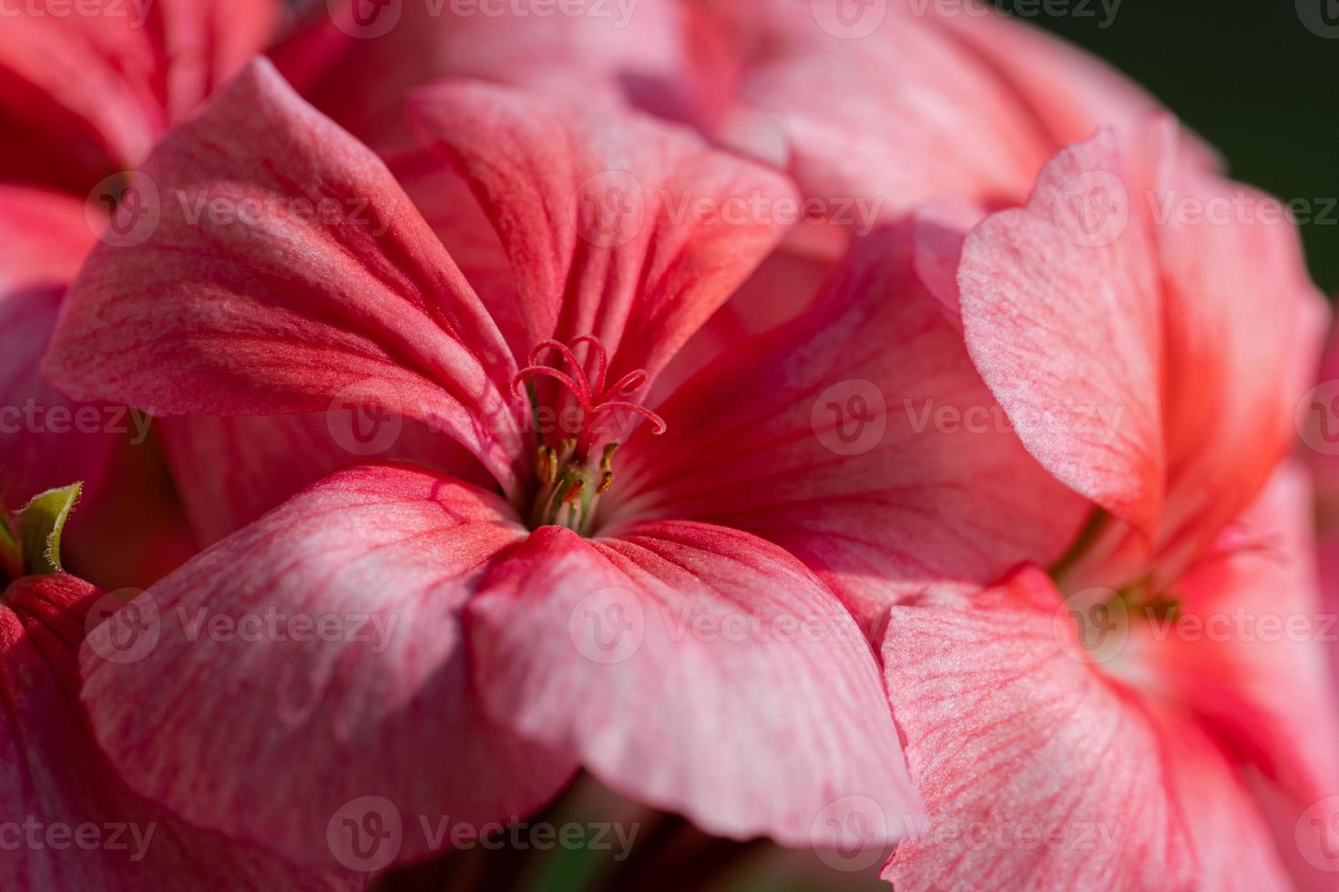 Pink flowers petals Pelargonium zonale Willd. Macro photography photo