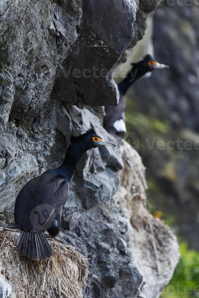 Red-faced cormorant Phalacrocorax urile sitting in nest on cliff photo