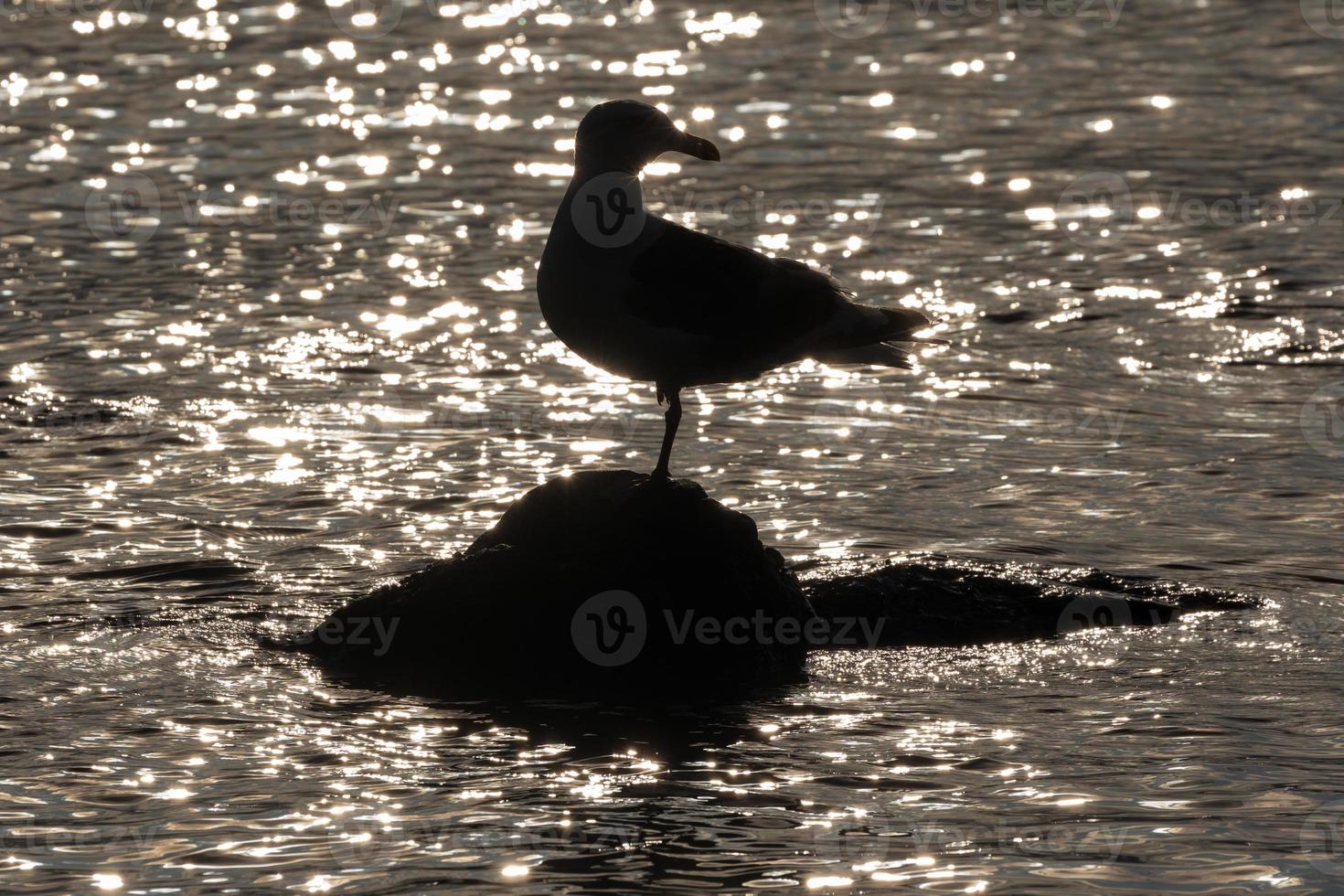 Silhouette of bird of Pacific gull standing on stone surrounded by glare and reflection of water waves of Pacific Ocean at sunset photo