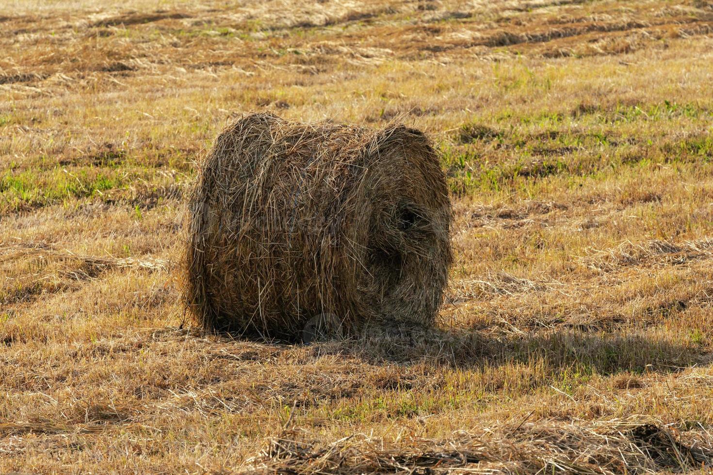 Yellow haystack rolls on mowed field on sunny day photo