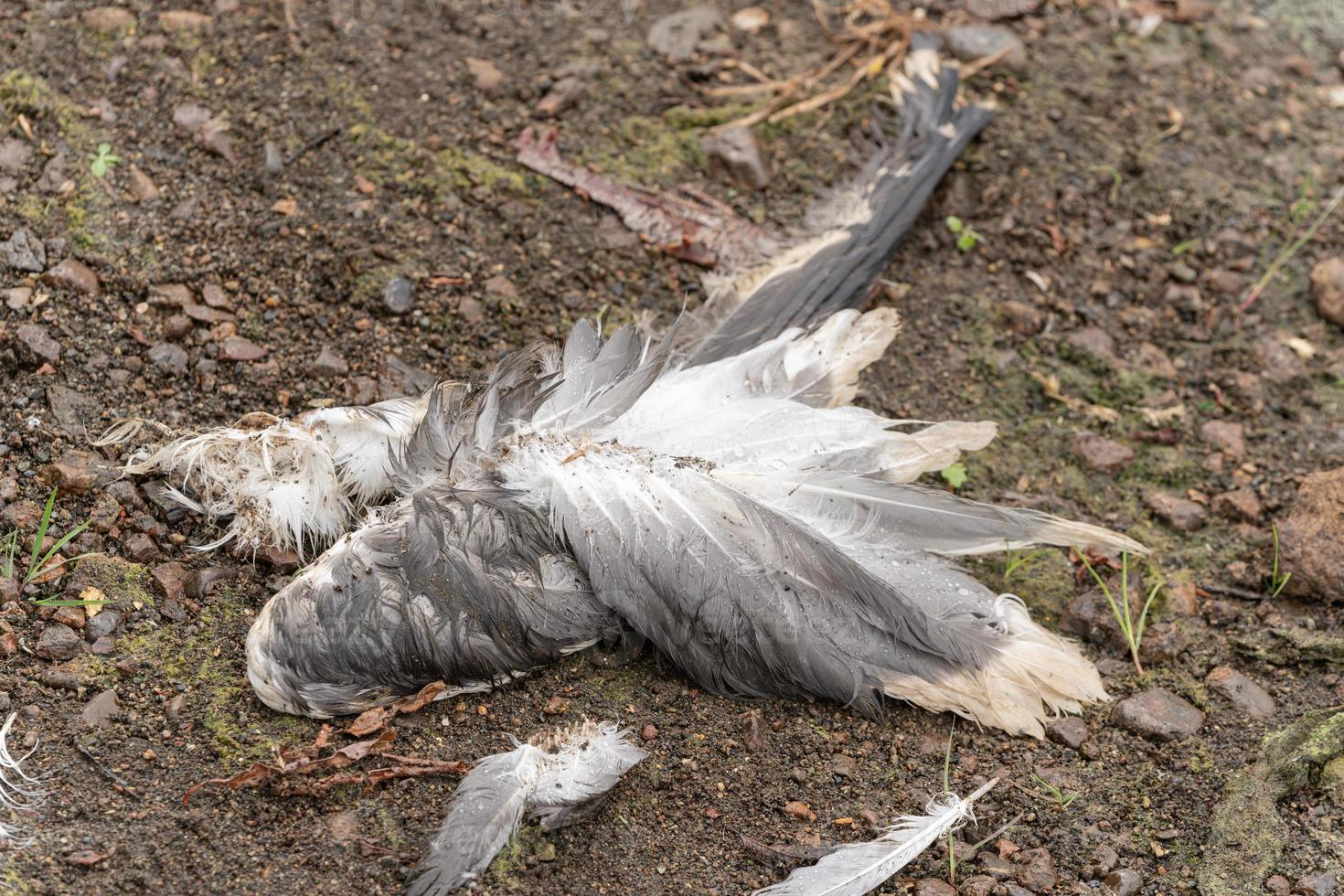 Killed seagull lying down on ground. Concept of protection of wild animals photo