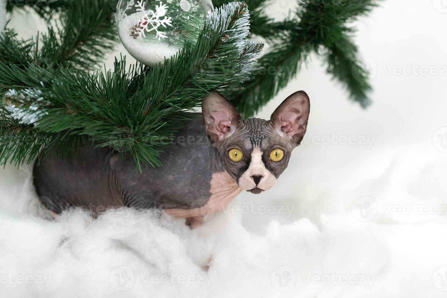 Portrait of Sphynx Cat sits surrounded by green branches of Christmas tree photo