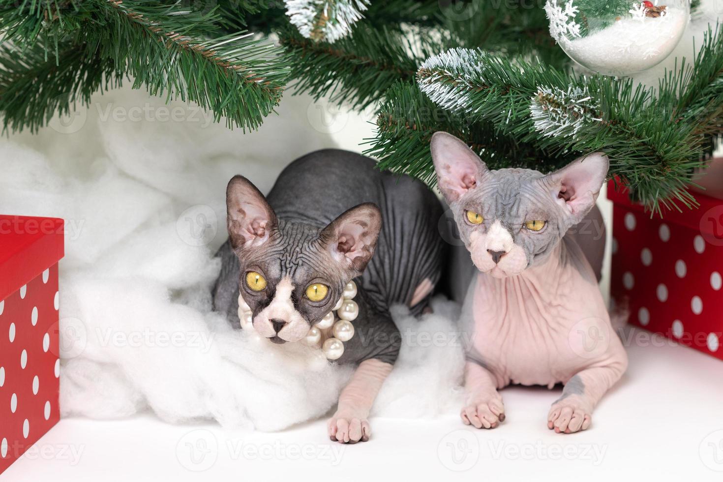 Two Sphynx Cats lying under Christmas tree with festive red polka dot gift boxes under it photo