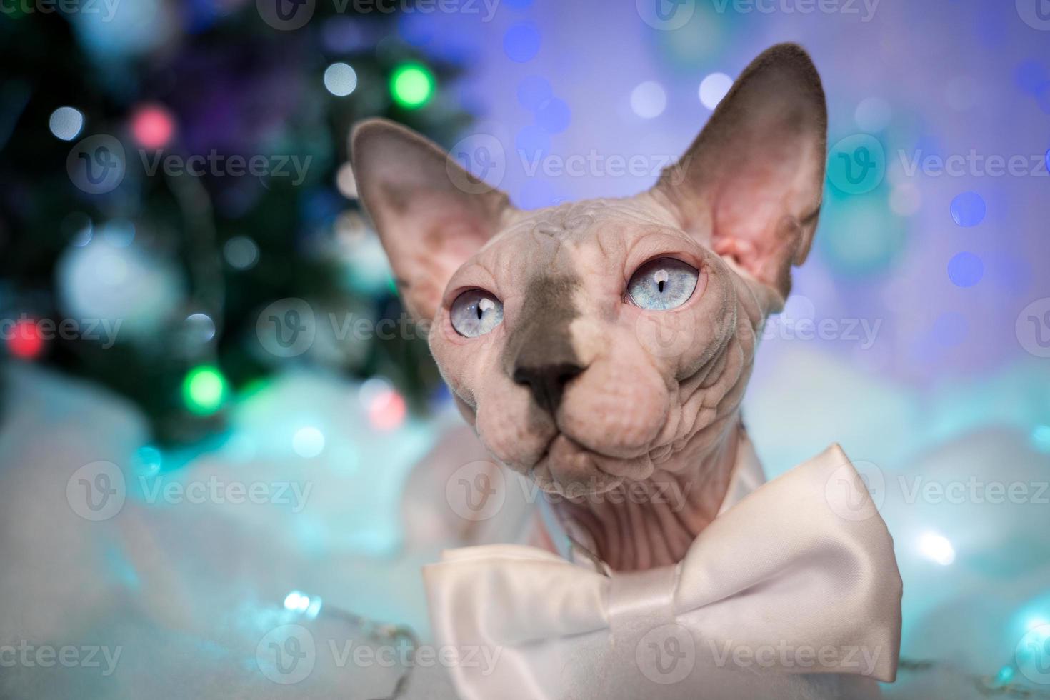 Domestic Sphynx Cat on background Christmas tree and festive Christmas lights, New Year decorations photo