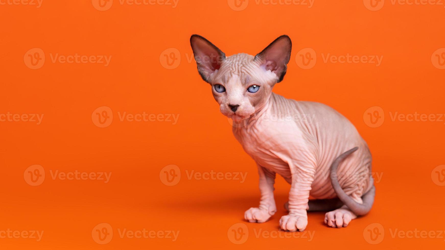 Orange tabby sphynx sales