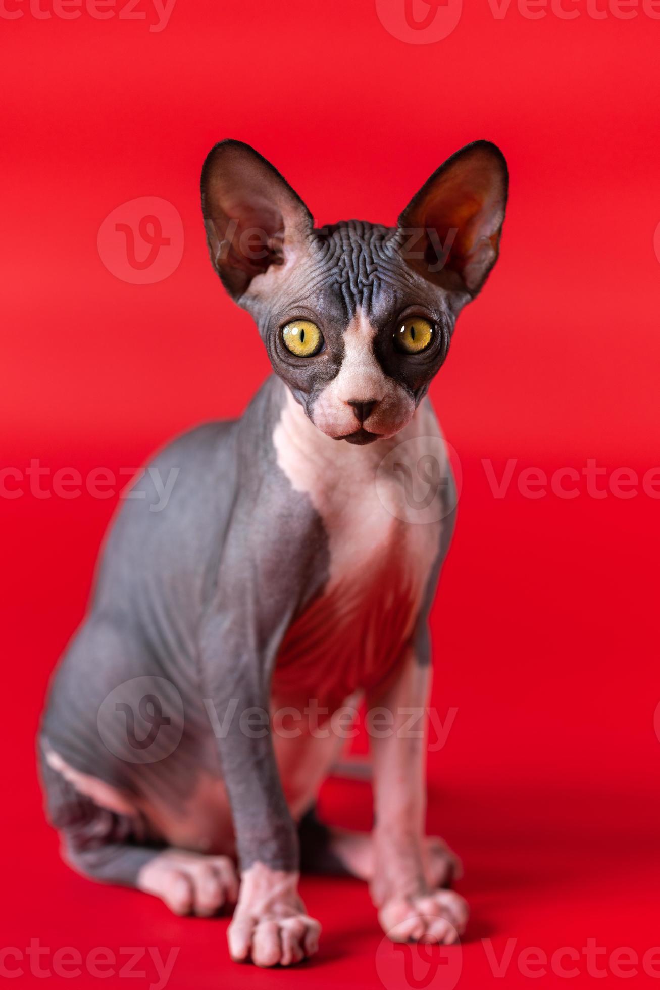 Hoobly Sphynx - yh88b9e