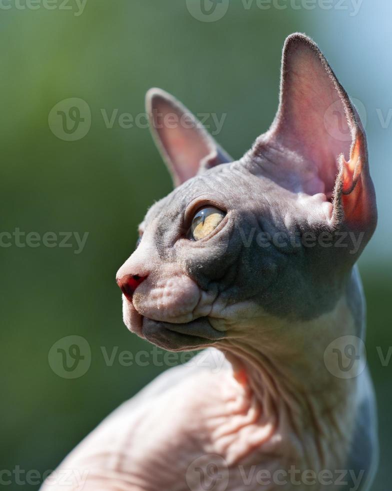 Portrait in profile of beautiful blue and white Canadian Sphynx male kitten fifteen weeks old photo