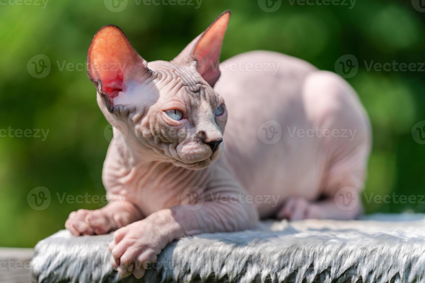 Sphinx Cat with blue eyes and ears shining in sun lying down on rug in open air and looking away photo