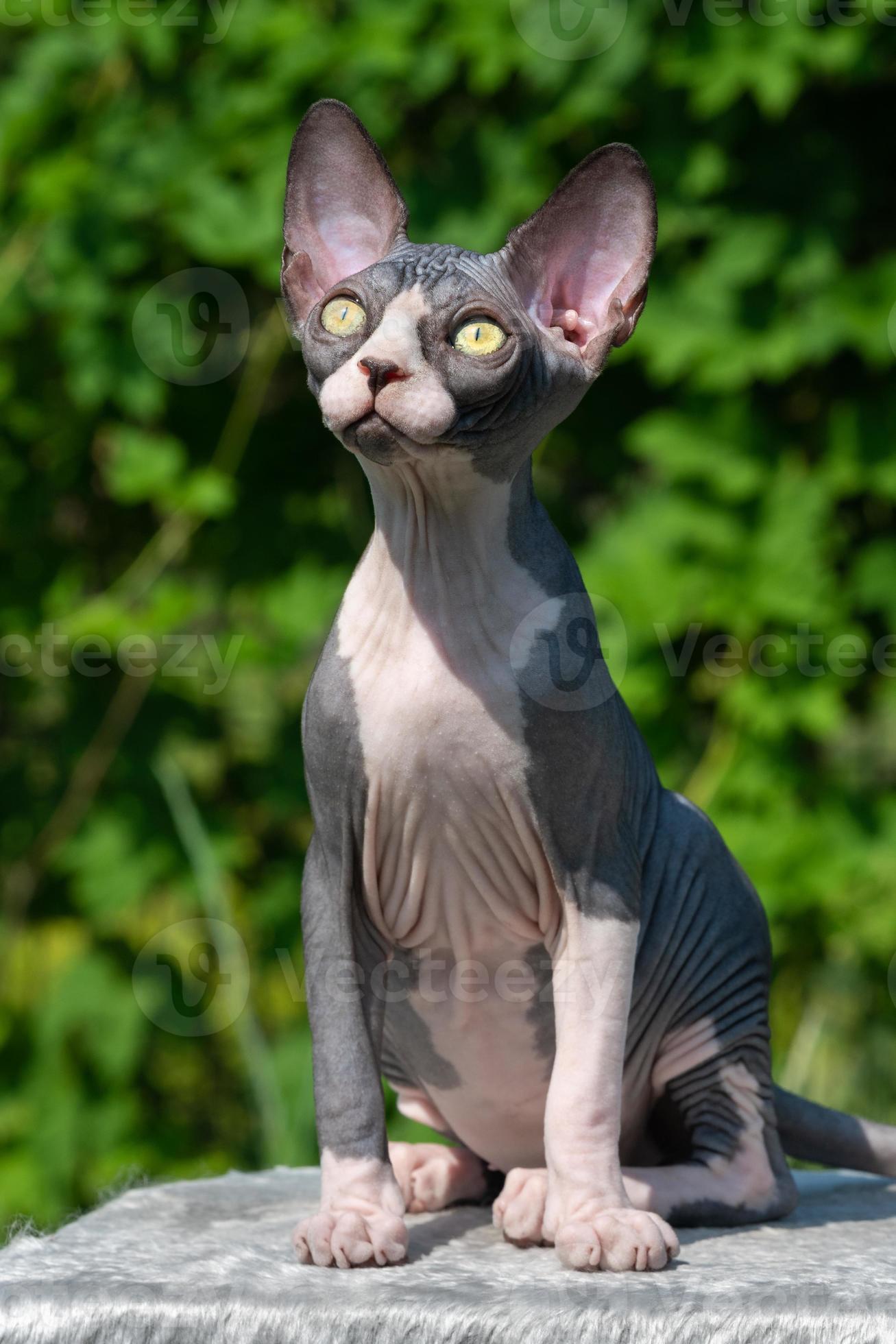 cute black sphynx cat