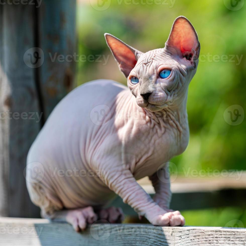 Pretty cat Canadian Sphynx breed sitting outdoors on wooden playground of cattery and looking away photo