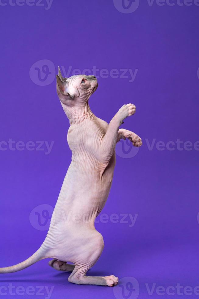 Cute Canadian Sphynx kitten of color blue mink and white standing on rear paws on purple background photo