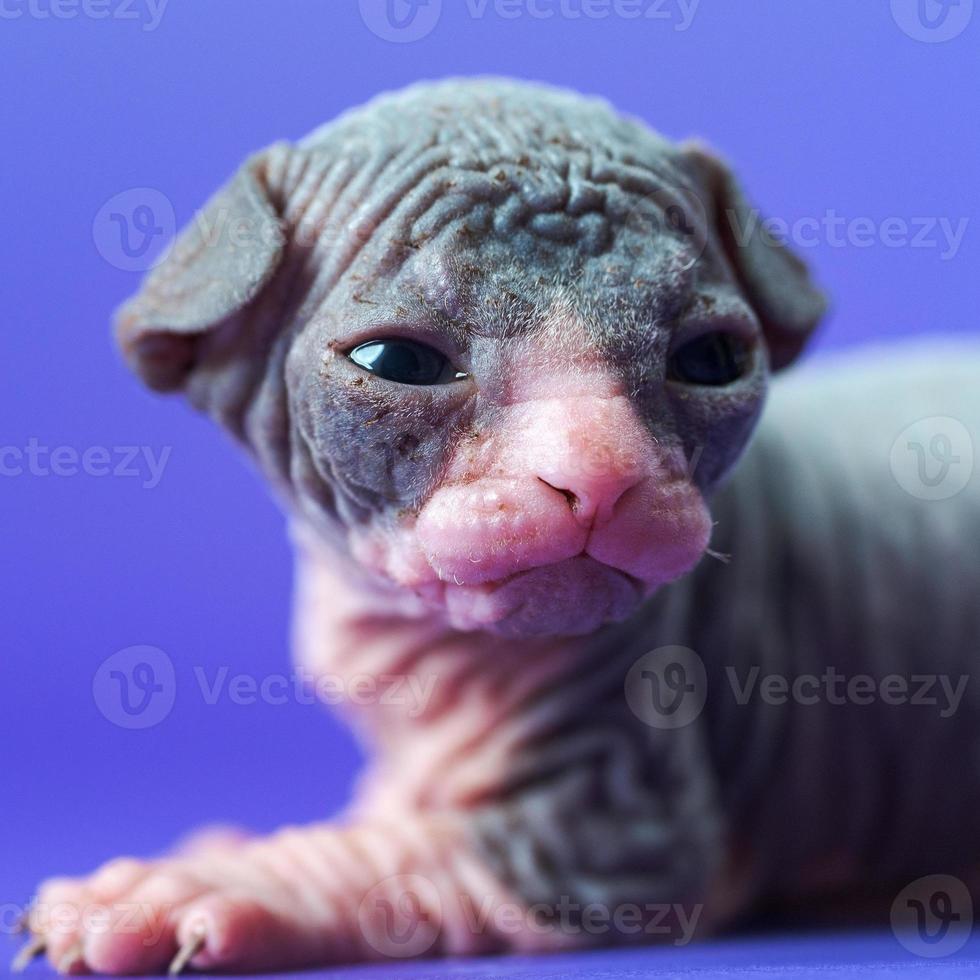 Male cat of Sphynx Hairless breed of blue and white color two weeks old lies on blue background