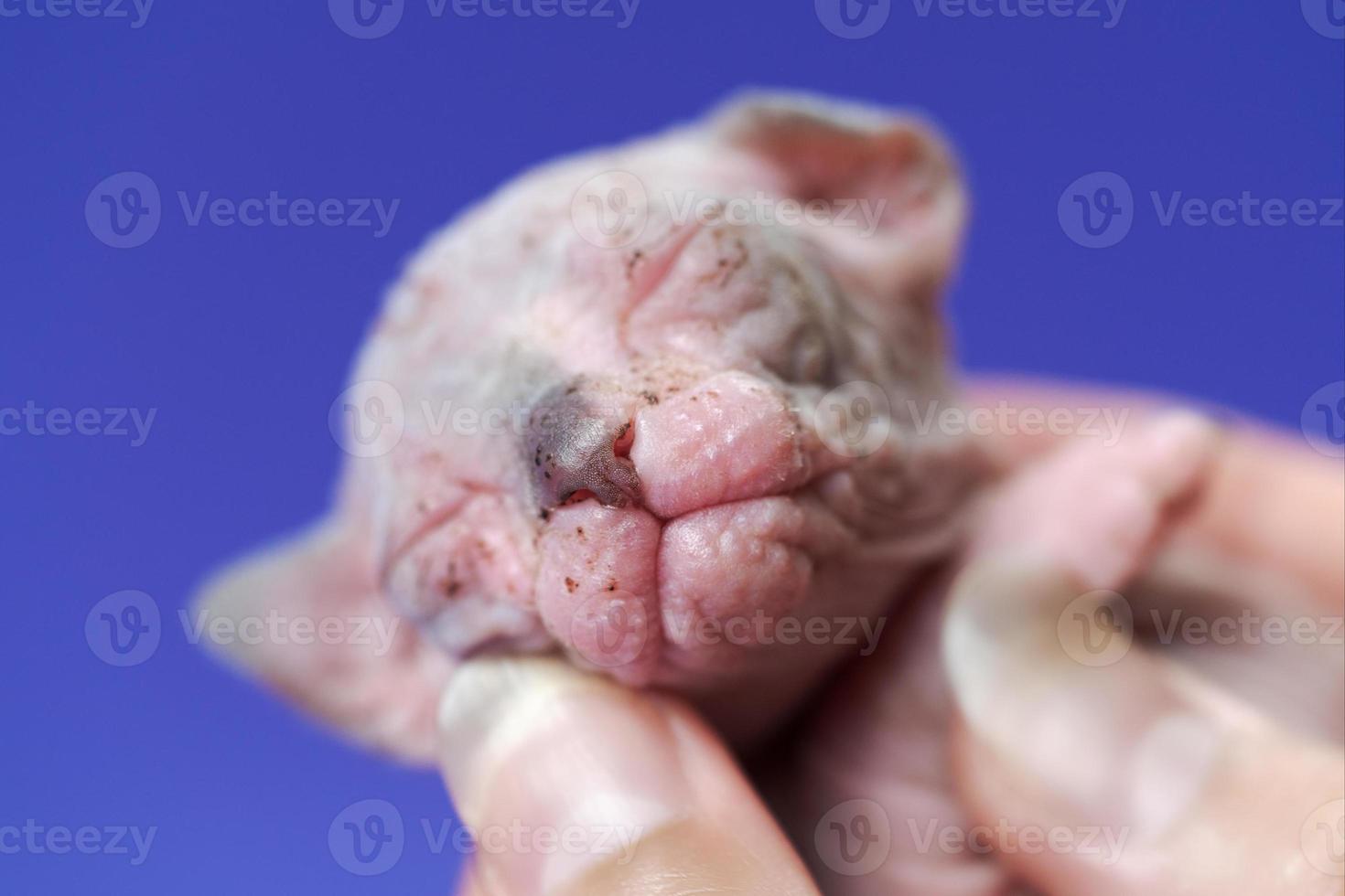 Kitten female cat of Canadian Sphynx Cat of blue, white two weeks old is sleeping on hands of woman photo