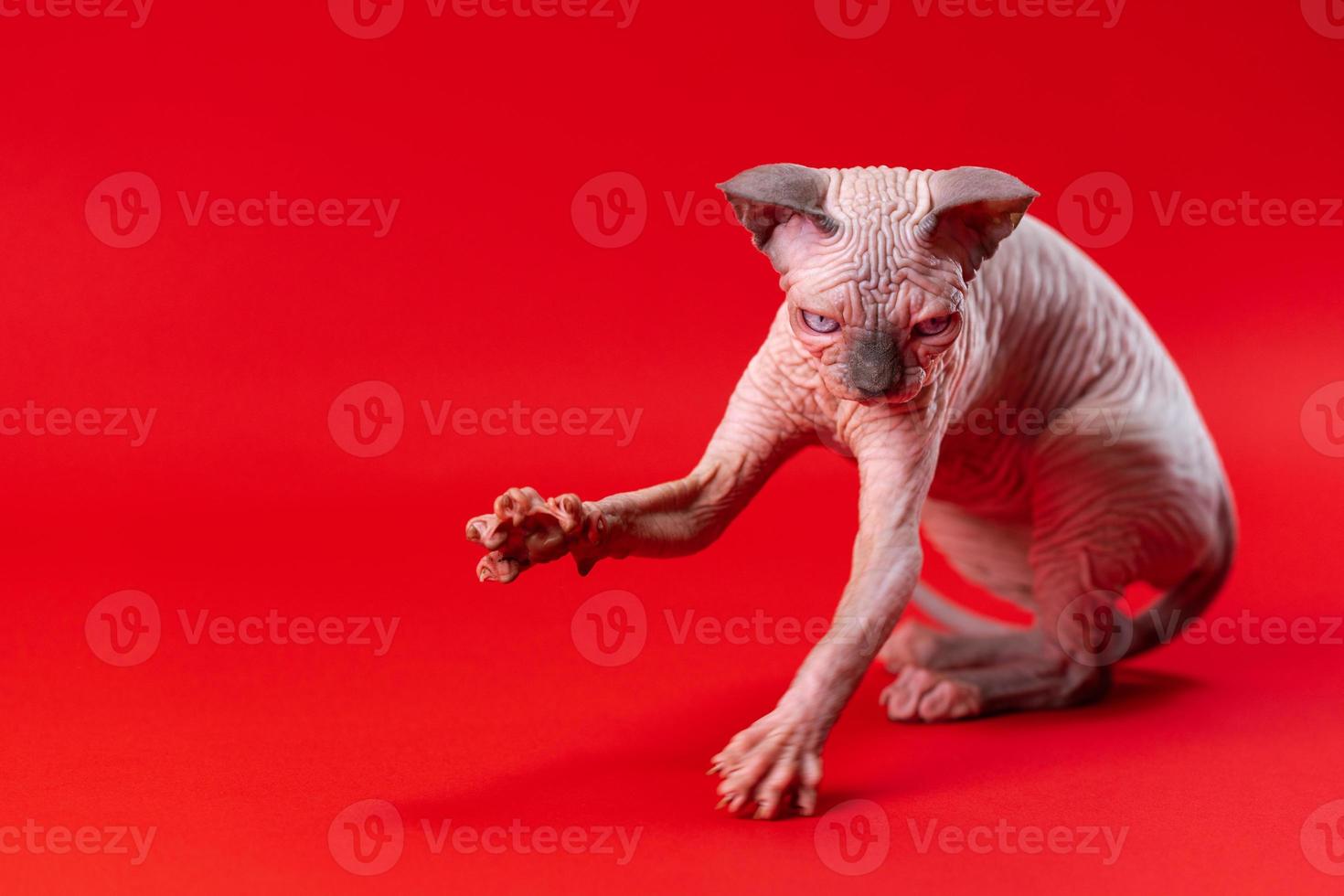 Portrait of Sphynx Hairless Cat of blue mink, white, sitting with raised front paw on red background photo