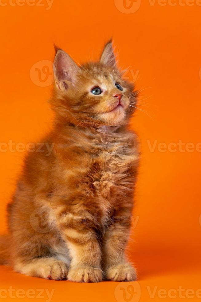 Cute male kitten 6 weeks old Maine Cat of color red classic tabby sitting on orange background photo