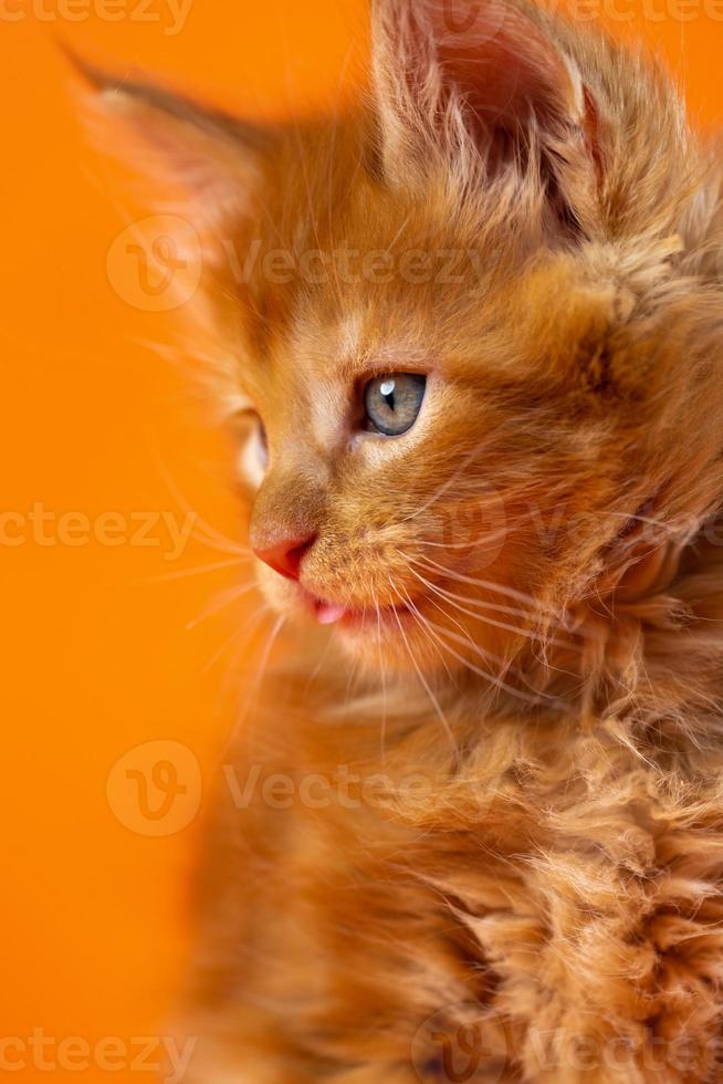 Portrait of pretty male kitten American Forest Coon of color red classic tabby on orange background photo