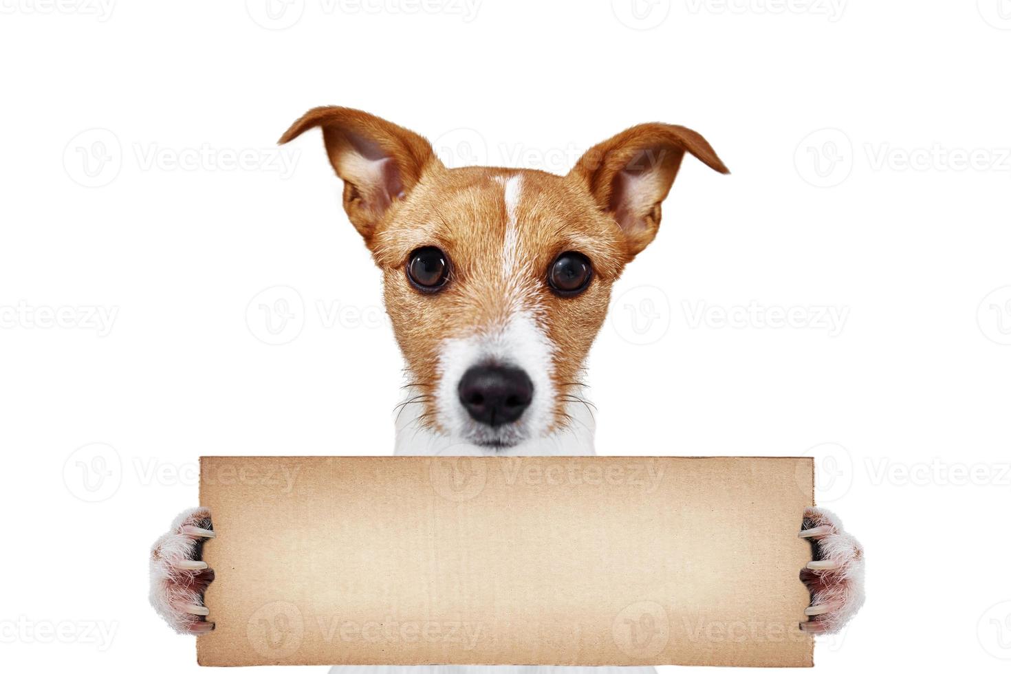 Dog portrait hold cardboard on white background photo