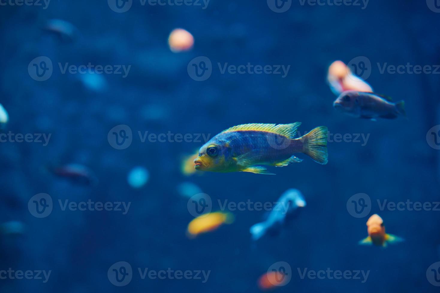 Sea fishes in the deep aquarium, sea life photo