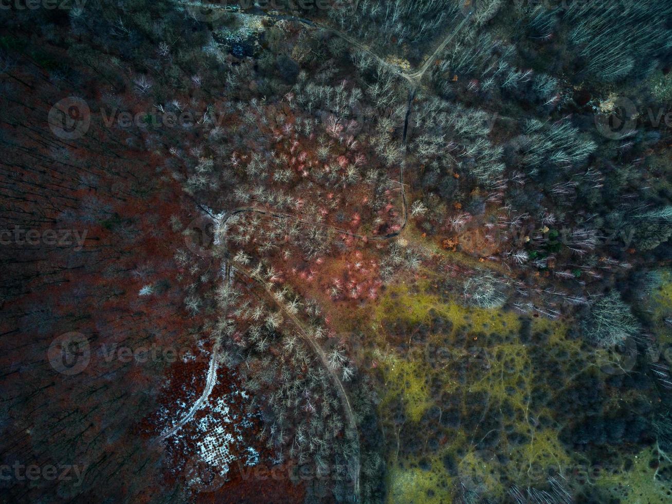 Aerial view of colorful forest trees, nature background photo