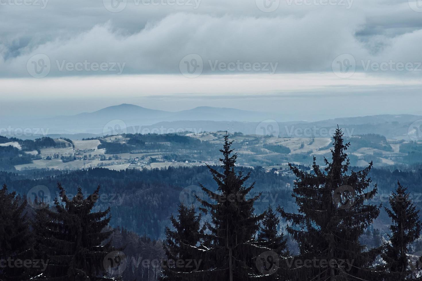 Pine tree forest silhouette with fog photo