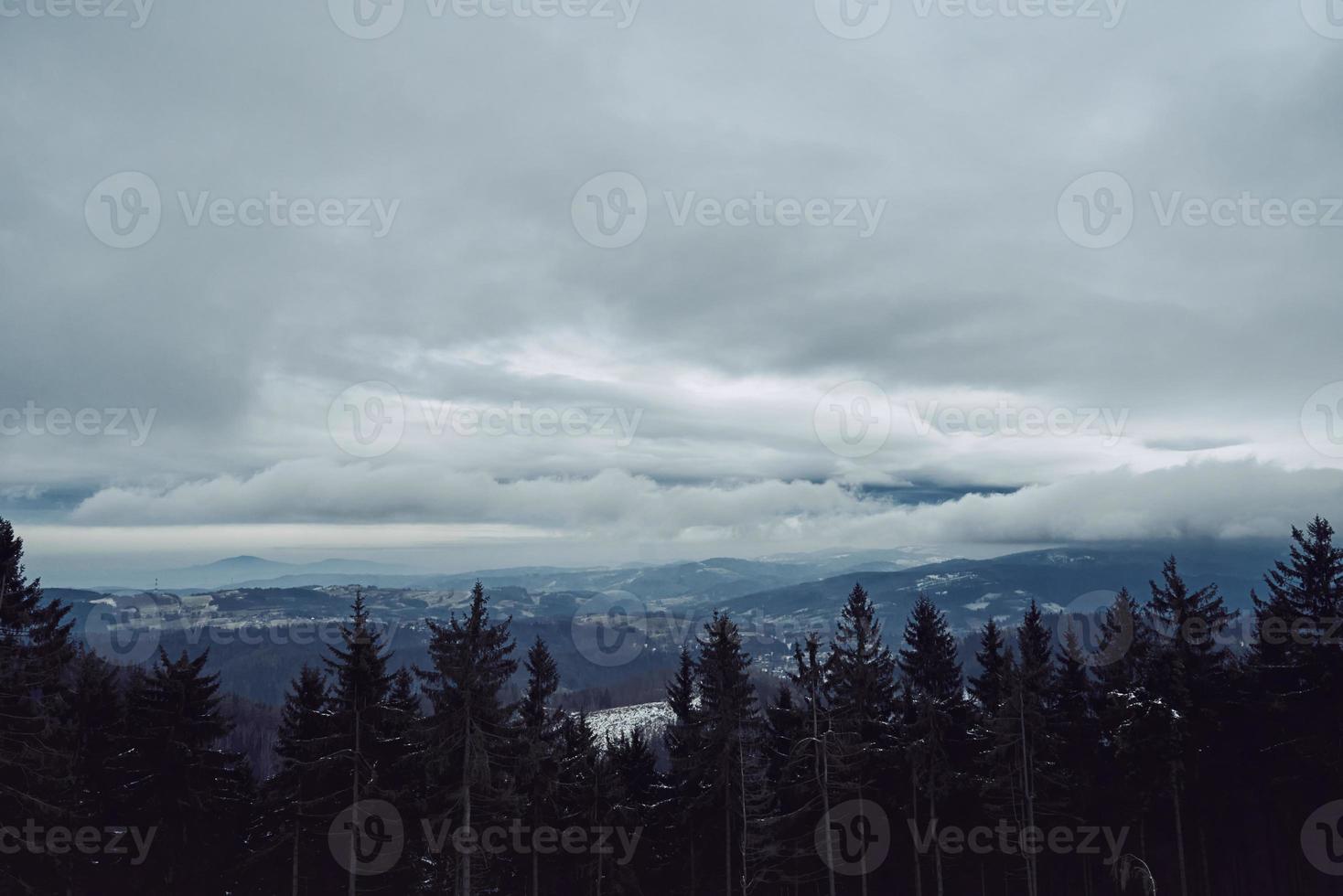 Pine tree forest silhouette with fog photo