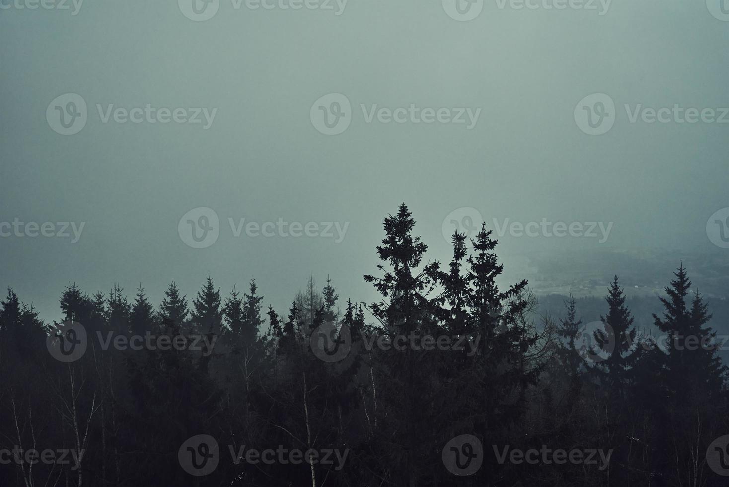 pino árbol bosque silueta con niebla foto