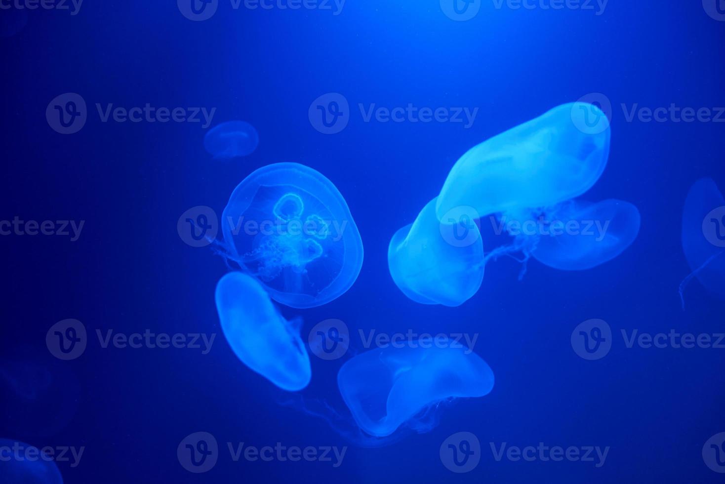 Jellyfish swims under water in aquarium photo