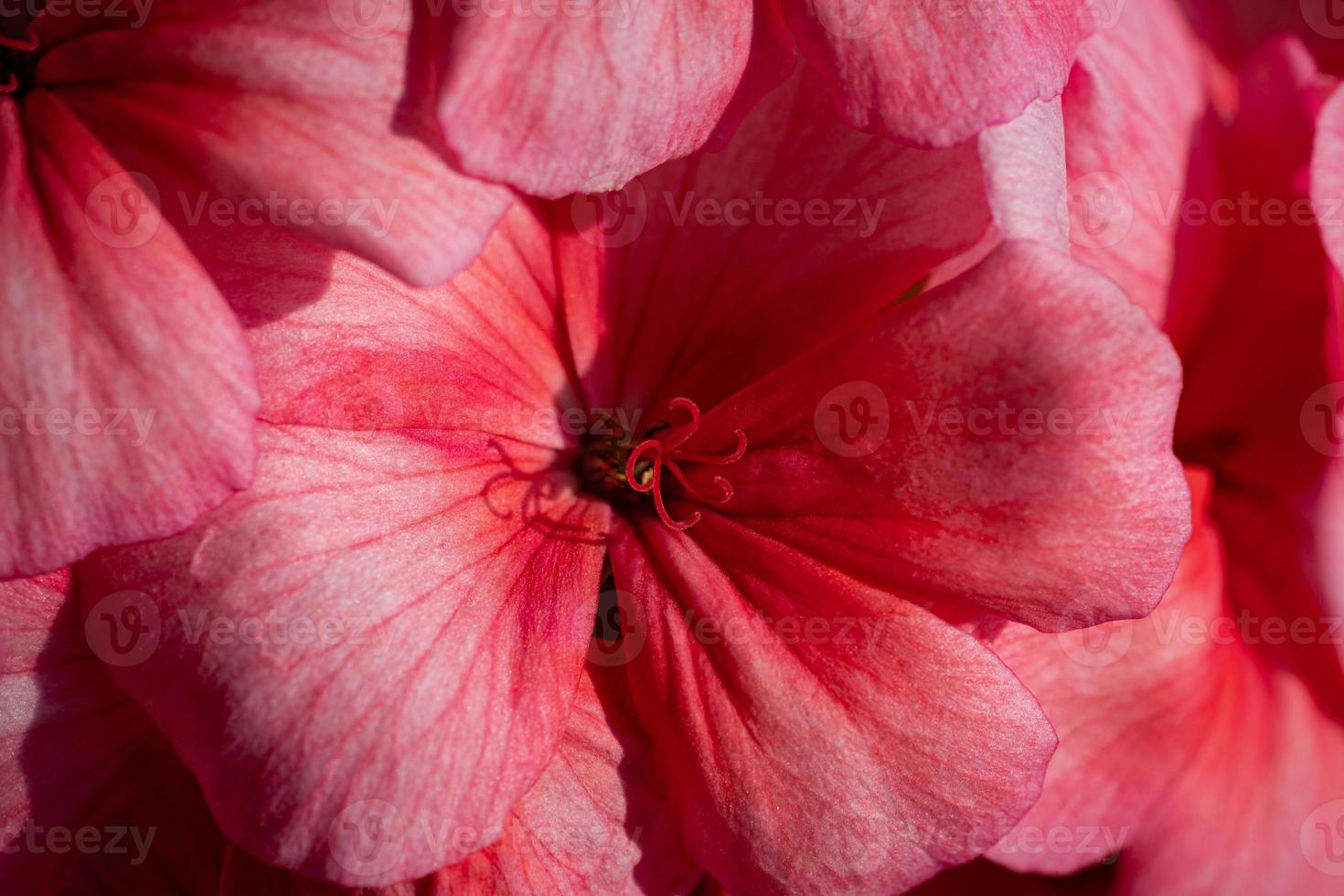 Pink color of flowers petals Pelargonium zonale Willd. Macrophotography of beauty petals photo