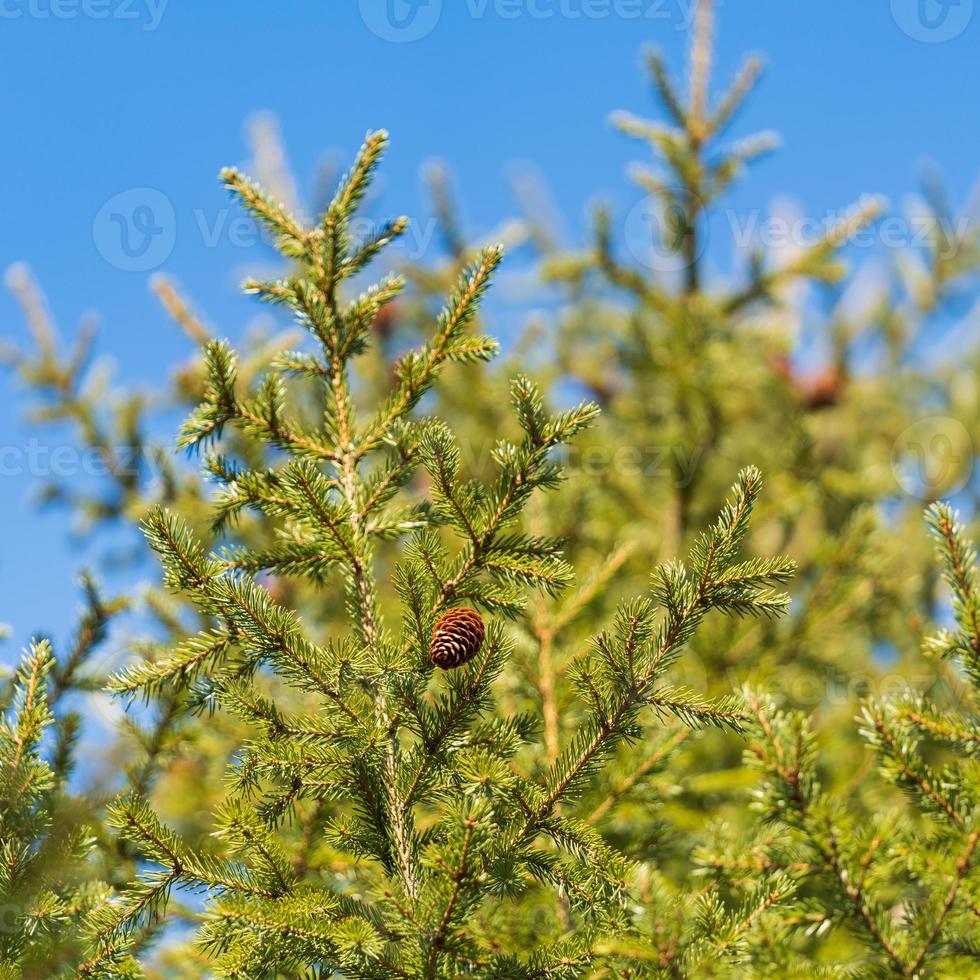 Evergreen branches with cones of Xmas tree in pine forest on background blue sky sunny day. Ready for decoration for Happy New Year, Christmas photo