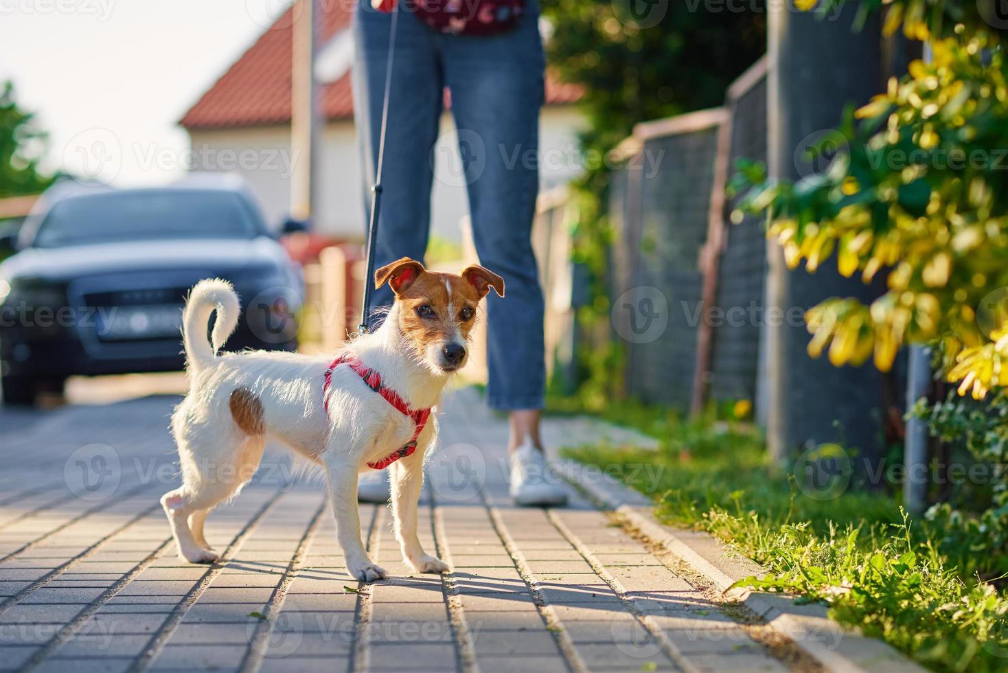 Dog walks at summer city street photo